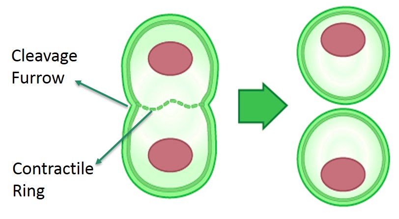 Contractile Ring